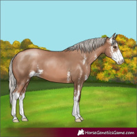 Horse Color:Silver Black Pearl Sabino