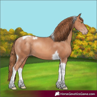 Horse Color:Gold Champagne Tobiano