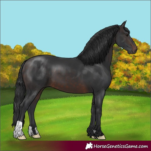 Horse Color:Brown 