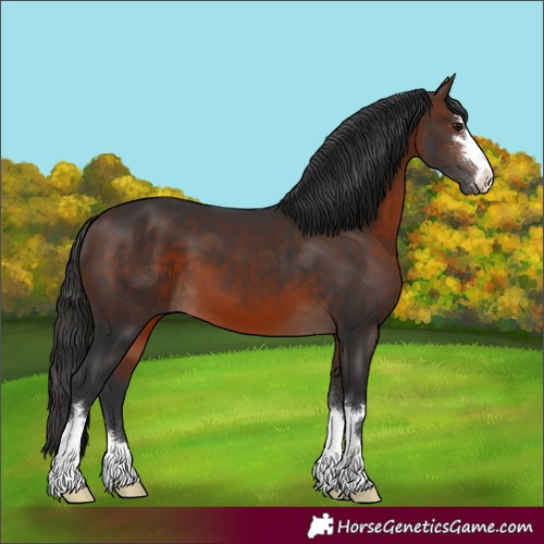 Horse Color:Brown 