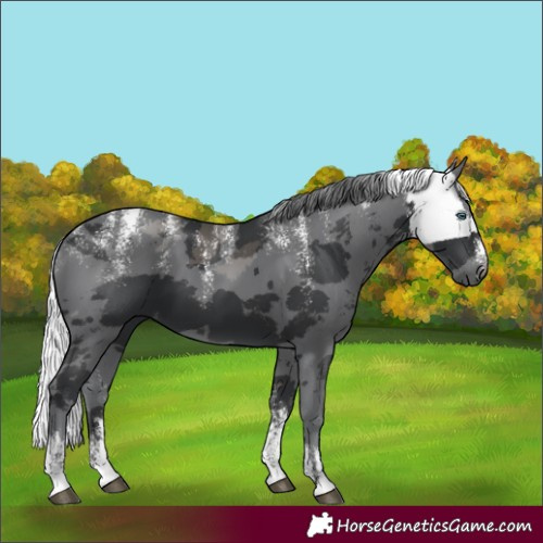 Horse Color:Powder White Black Merle
