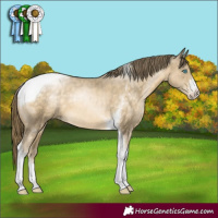 Horse Color:Buckskin Pearl Sabino Tobiano