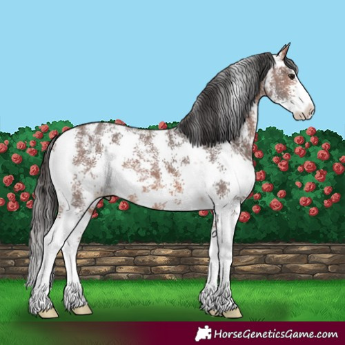 Horse Color:Bay Sabino Varnish