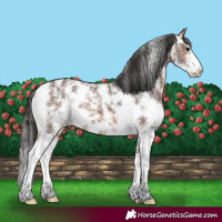Horse Color:Bay Sabino Varnish 