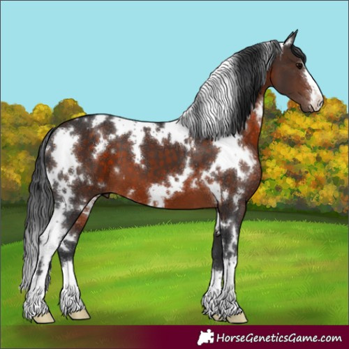 Horse Color:White Spotted Brown 