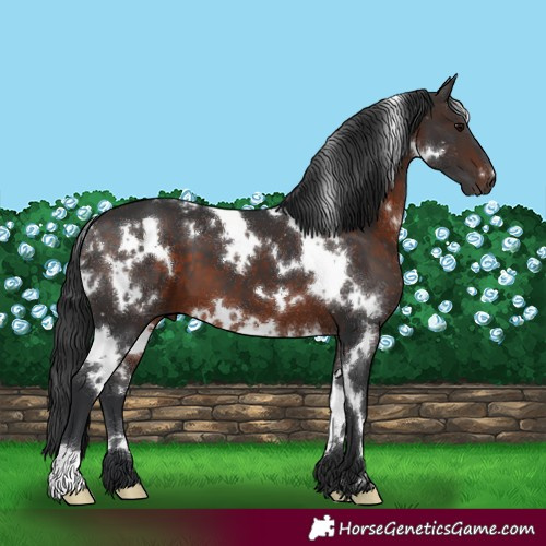 Horse Color:White Spotted Brown 