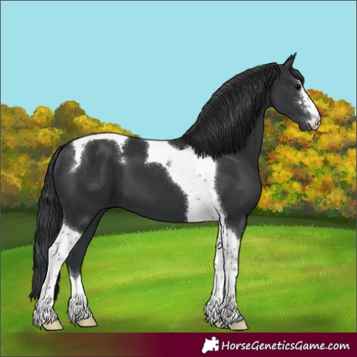 Horse Color:Black Tobiano 