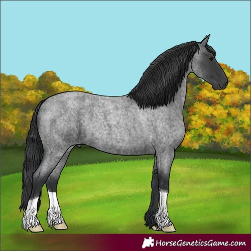 Horse Color:Blue Roan 