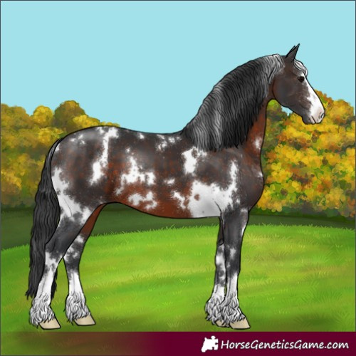 Horse Color:White Spotted Brown 