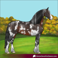 Horse Color:White Spotted Brown 