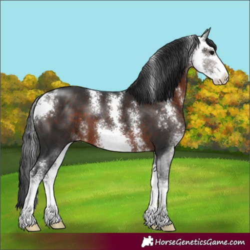 Horse Color:Brown Sabino 
