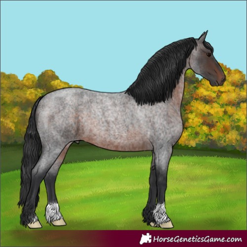 Horse Color:Brown Roan
