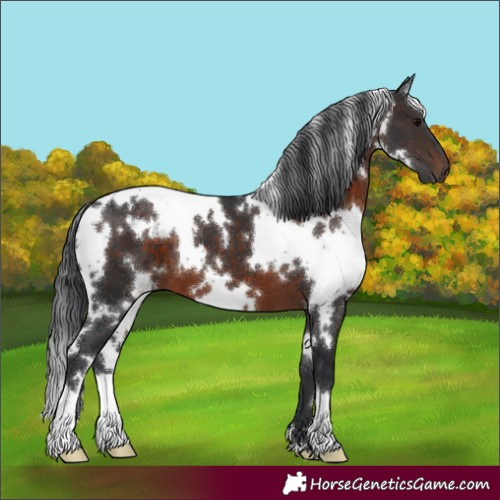 Horse Color:White Spotted Brown