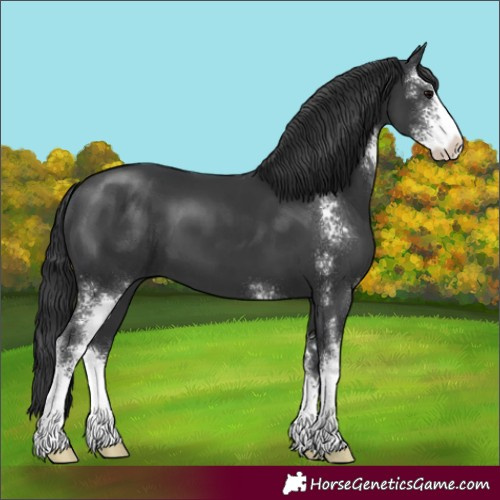 Horse Color:Black Sabino