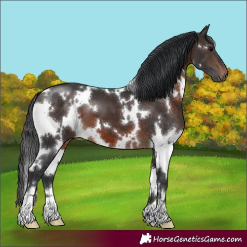 Horse Color:White Spotted Brown