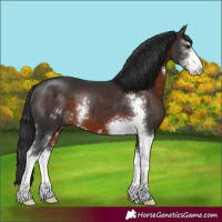 Horse Color:Brown Sabino 