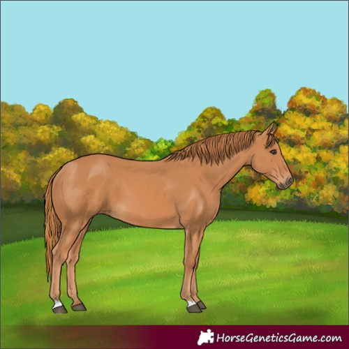 Horse Color:Chestnut 