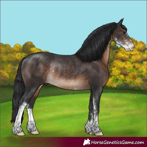 Horse Color:Brown Sabino Rabicano 
