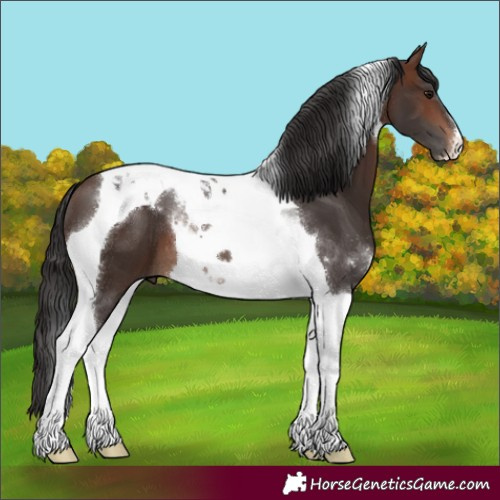 Horse Color:Brown Tobiano 