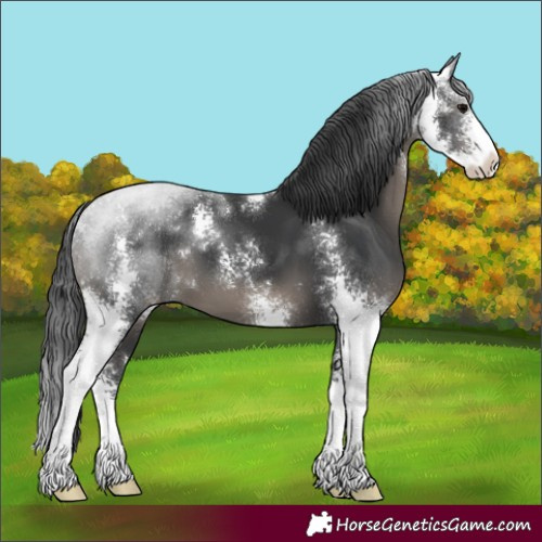 Horse Color:Black Sabino 