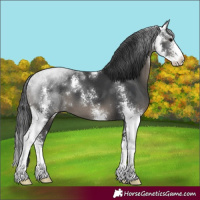 Horse Color:Black Sabino 
