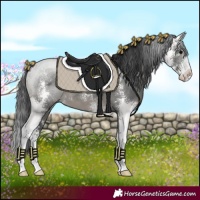 Horse Color:Black Sabino
