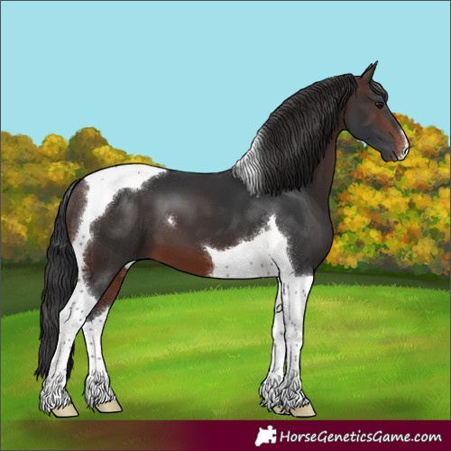 Horse Color:Brown Tobiano 