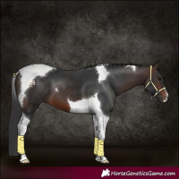 Horse Color:Brown Tobiano 