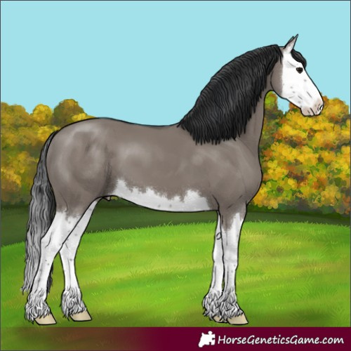 Horse Color:Grullo Splash 