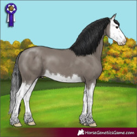 Horse Color:Grullo Splash