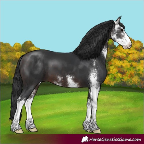 Horse Color:Brown Sabino 