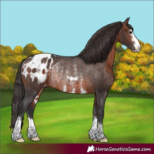 Horse Color:Brown Appaloosa Rabicano 