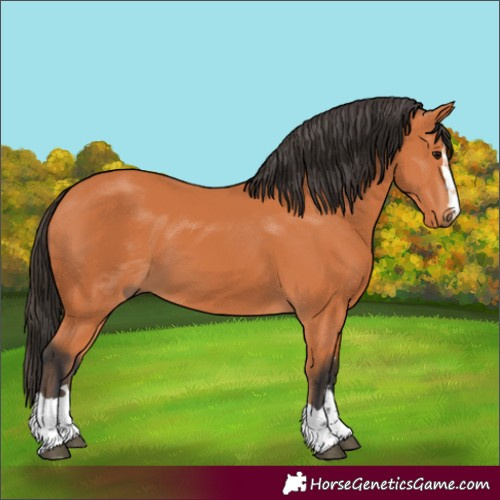 Horse Color:Unknown 