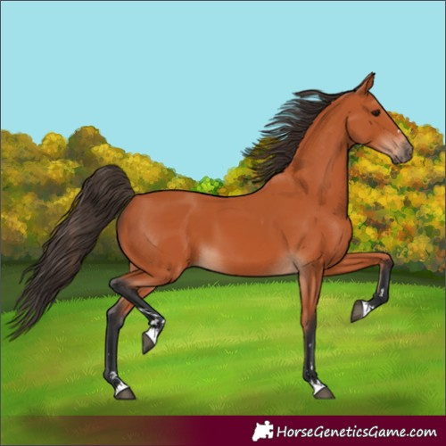 Horse Color:Unknown 