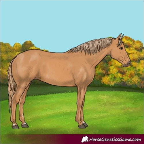 Horse Color:Unknown 