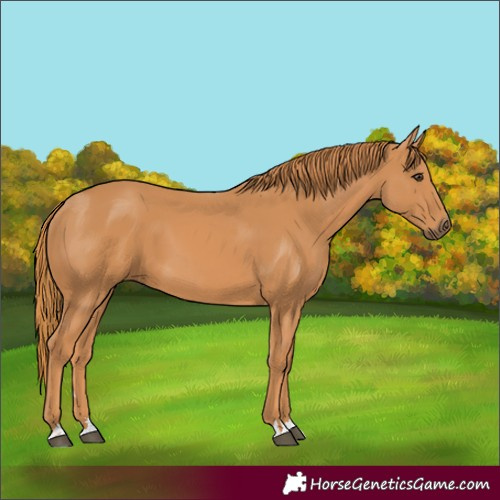 Horse Color:Unknown 