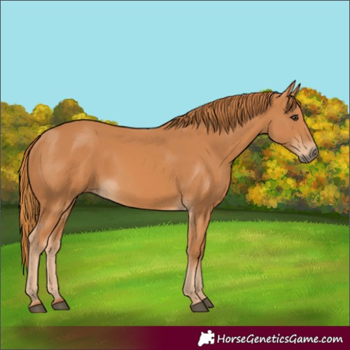 Horse Color:Unknown 