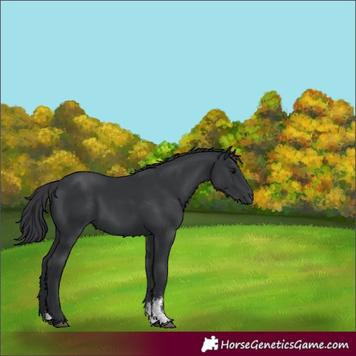 Horse Color:Black Sabino 