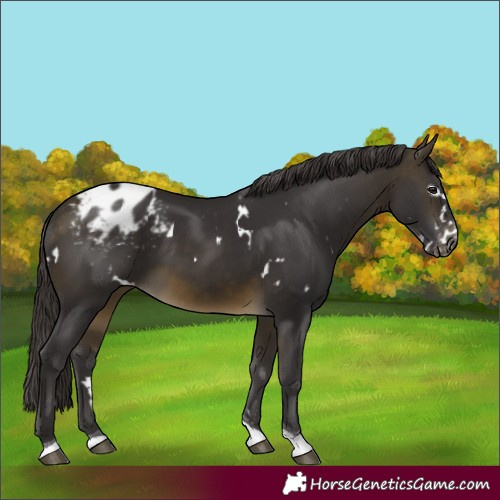 Horse Color:White Spotted Buckskin Tobiano Appaloosa