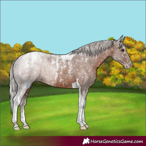 Horse Color:Powder White Silver Brown Tobiano Appaloosa Rabicano 