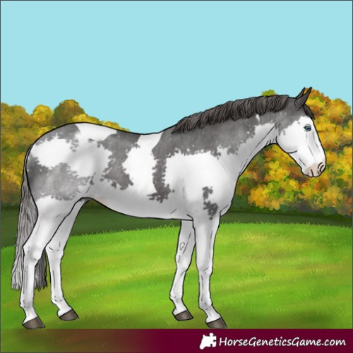 Horse Color:Black Splash Tobiano Appaloosa 
