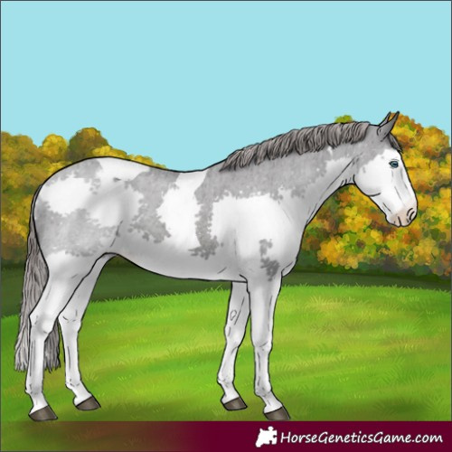 Horse Color:Black Splash Tobiano Appaloosa