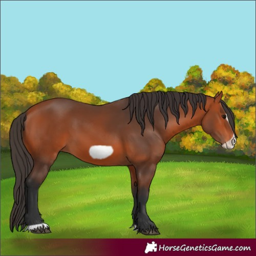 Horse Color:Bay Frame 
