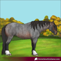 Horse Color:Brown Roan 