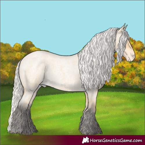 Horse Color:Silver Buckskin Roan Appaloosa 