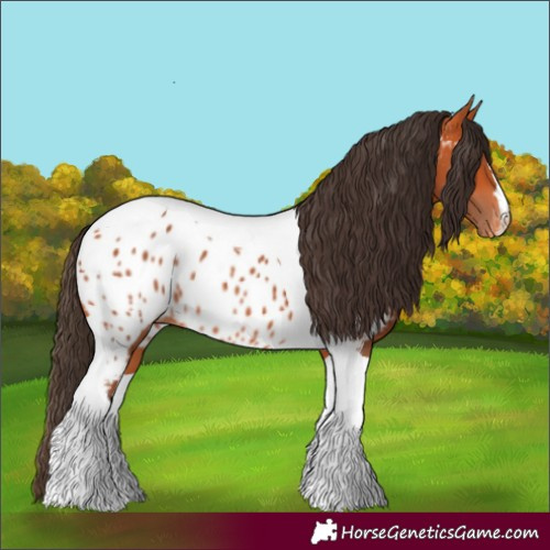 Horse Color:Bay Tobiano Appaloosa Rabicano 