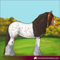 Horse Color:Bay Tobiano Appaloosa Rabicano