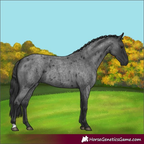 Horse Color:Blue Roan 