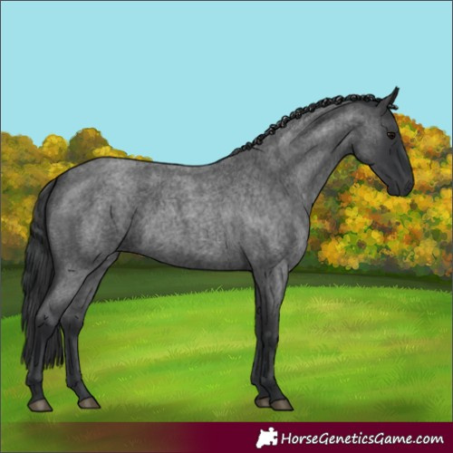 Horse Color:Blue Roan