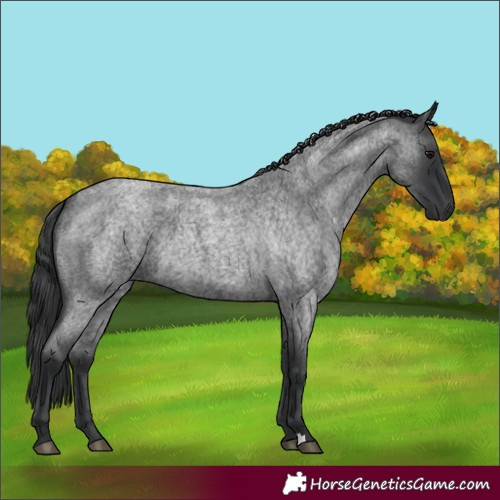Horse Color:Blue Roan 